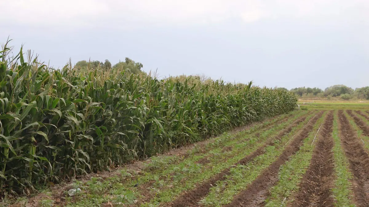 campo trabajadores CR (2)